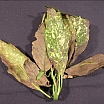 Aucuba with False Spider Mite | Plant Health Clinic | Pest Management | Farm & Ranch | Arkansas Extension